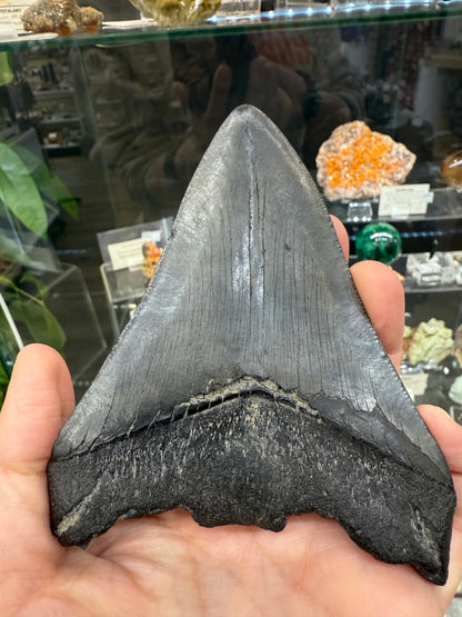 Megalodon Tooth Fossil- North Carolina