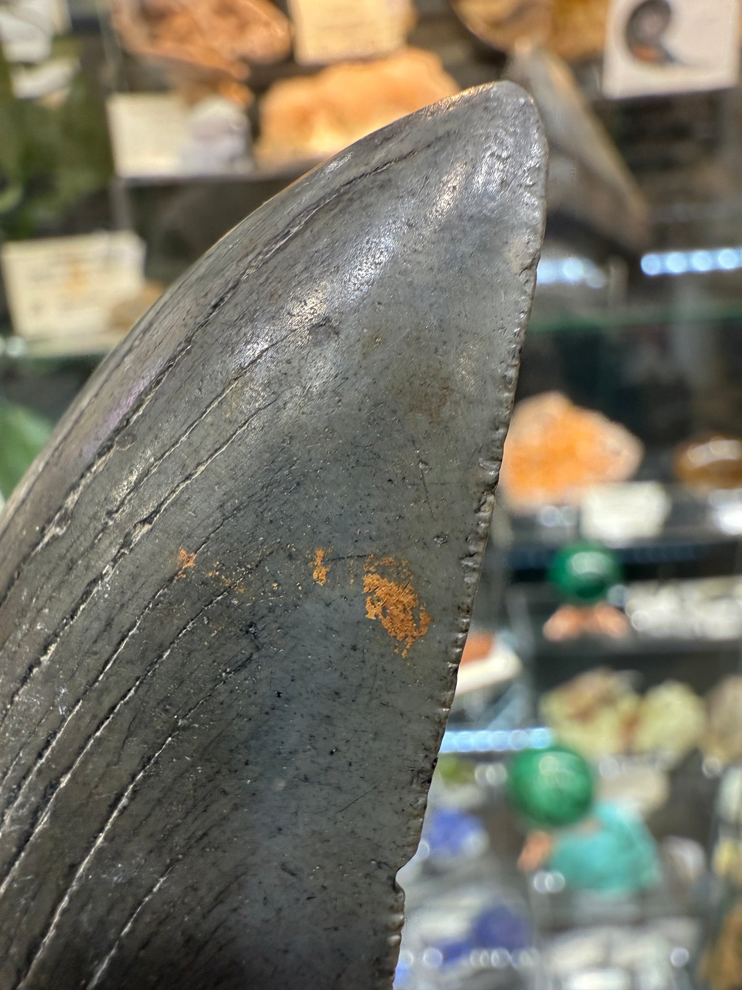 Megalodon Tooth Fossil- North Carolina