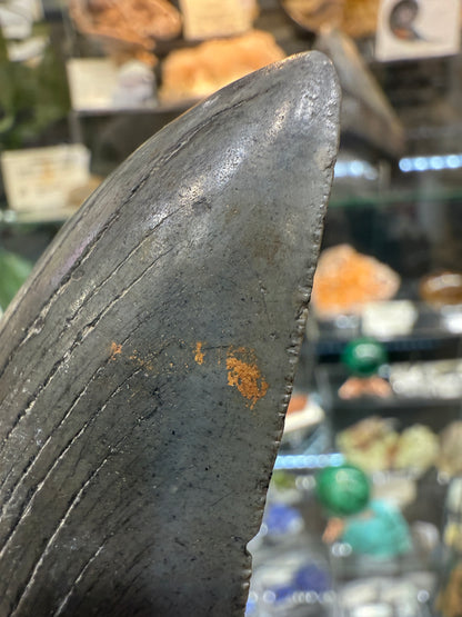 Megalodon Tooth Fossil- North Carolina