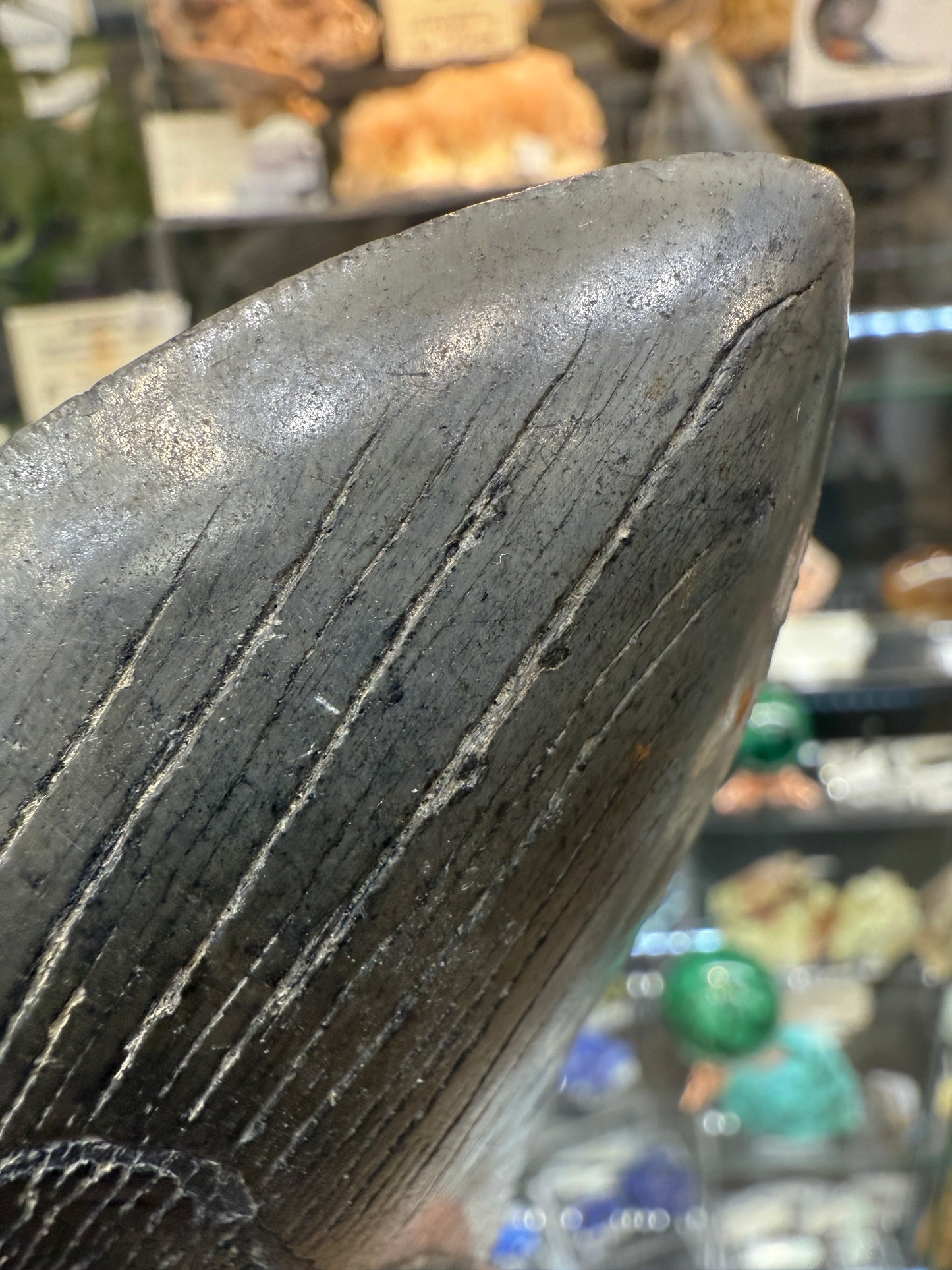 Megalodon Tooth Fossil- North Carolina