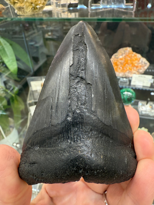 Megalodon Tooth Fossil- North Carolina