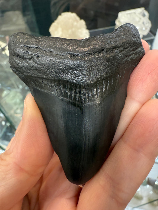 Megalodon Tooth Fossil- North Carolina