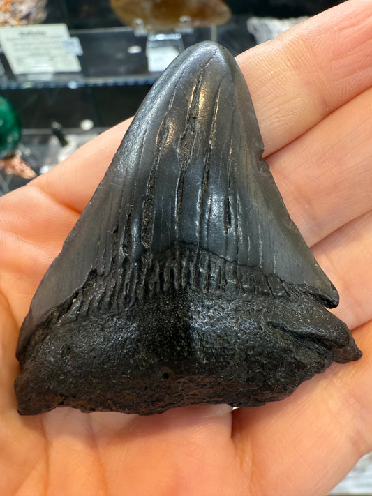 Megalodon Tooth Fossil- North Carolina