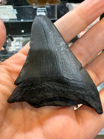 Megalodon Tooth Fossil- North Carolina