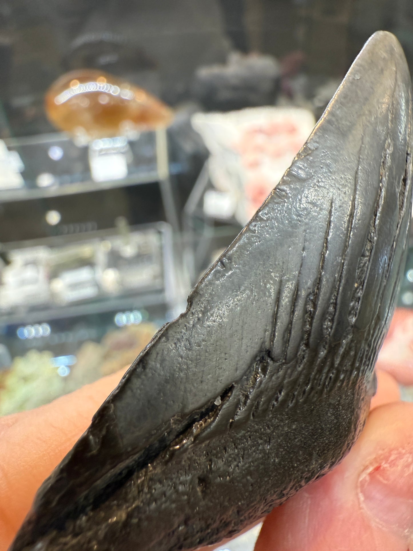 Megalodon Tooth Fossil- North Carolina