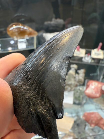 Megalodon Tooth Fossil- North Carolina