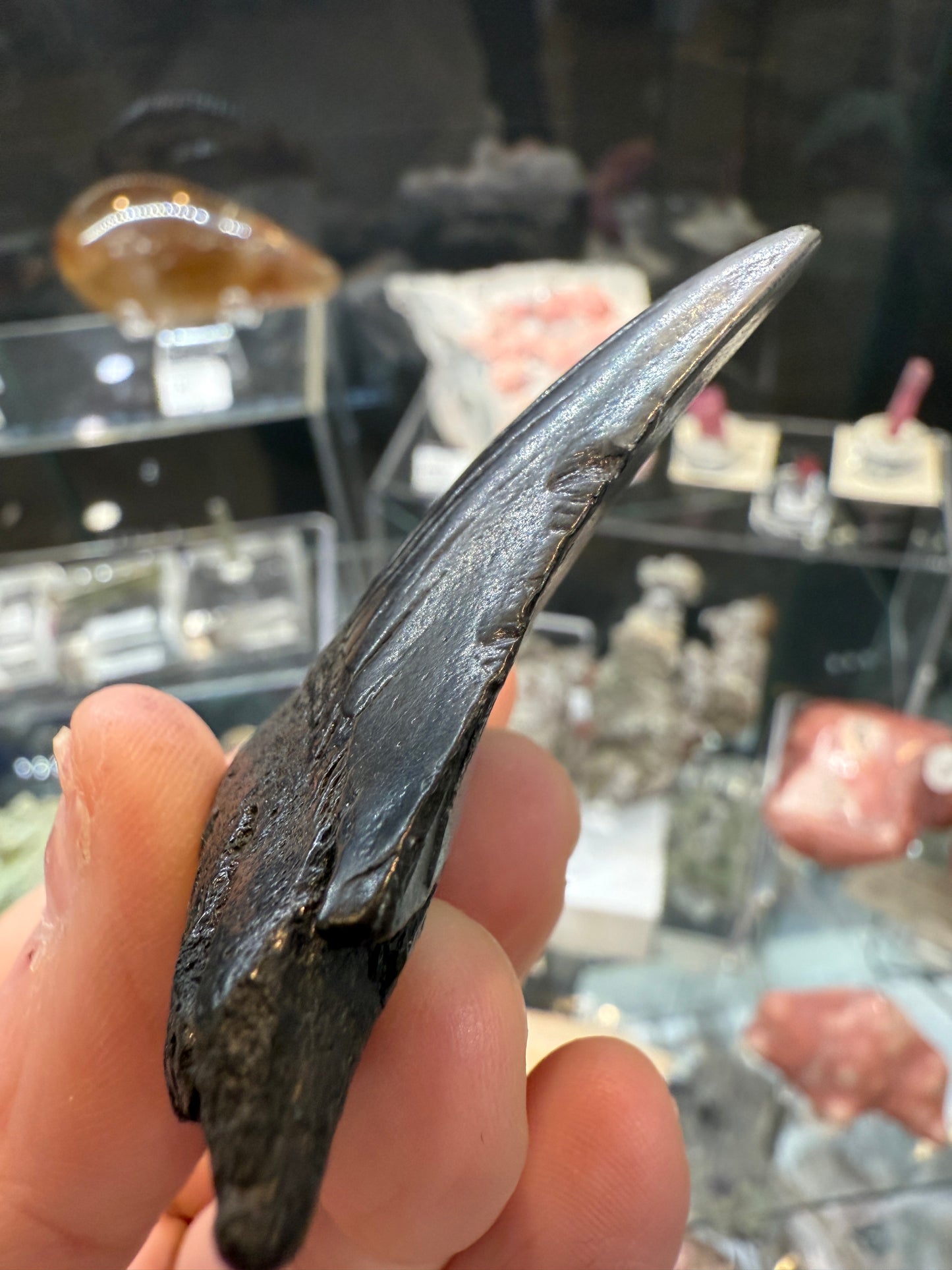 Megalodon Tooth Fossil- North Carolina