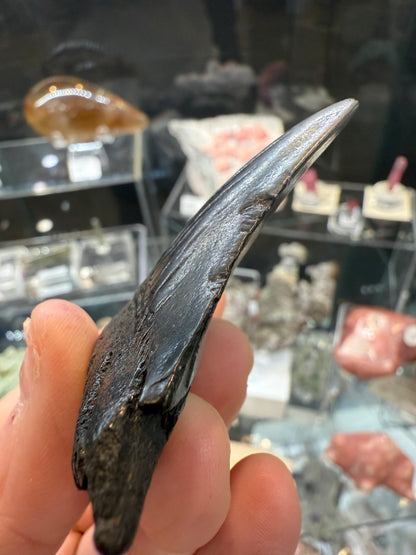 Megalodon Tooth Fossil- North Carolina