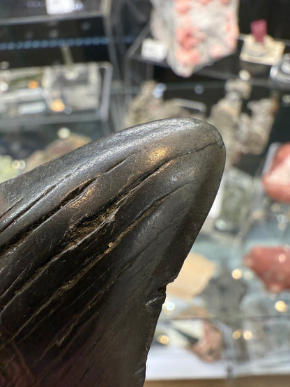 Megalodon Tooth Fossil- North Carolina