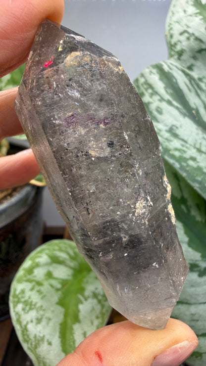 Quartz Enhydro (fluid and carbonaceous inclusions)