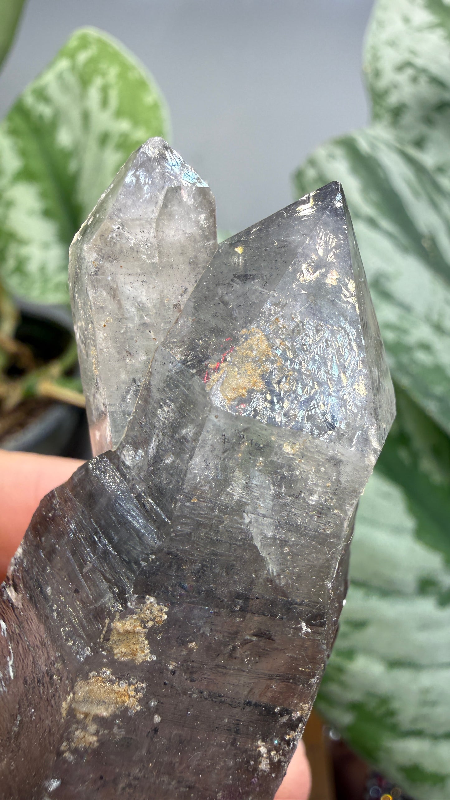 Quartz Enhydro (fluid and carbonaceous inclusions)