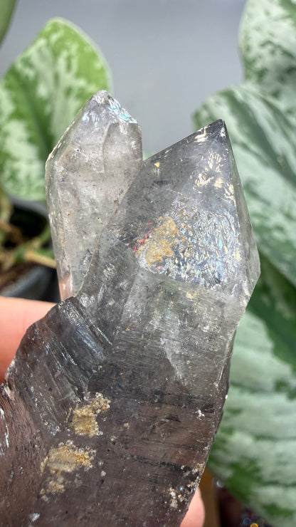 Quartz Enhydro (fluid and carbonaceous inclusions)