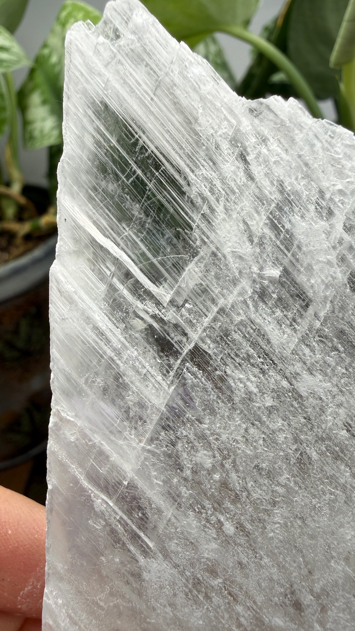 Natural Raw Selenite Plate- 4.5 inches wide- Super clear high quality slab