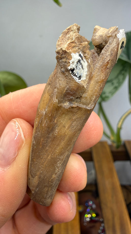 Petrified Wood Branch- North Dakota