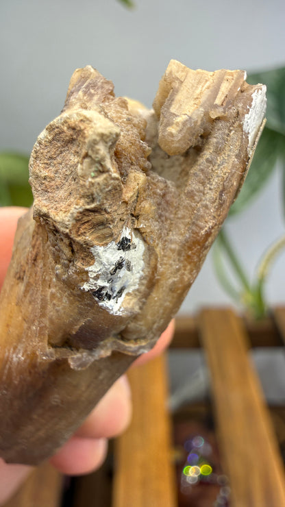 Petrified Wood Branch- North Dakota
