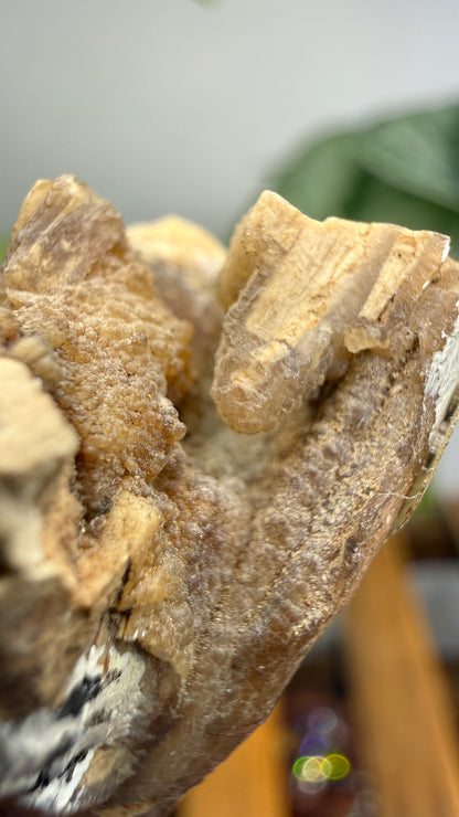 Petrified Wood Branch- North Dakota