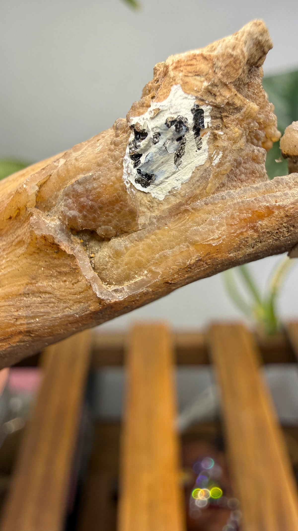 Petrified Wood Branch- North Dakota