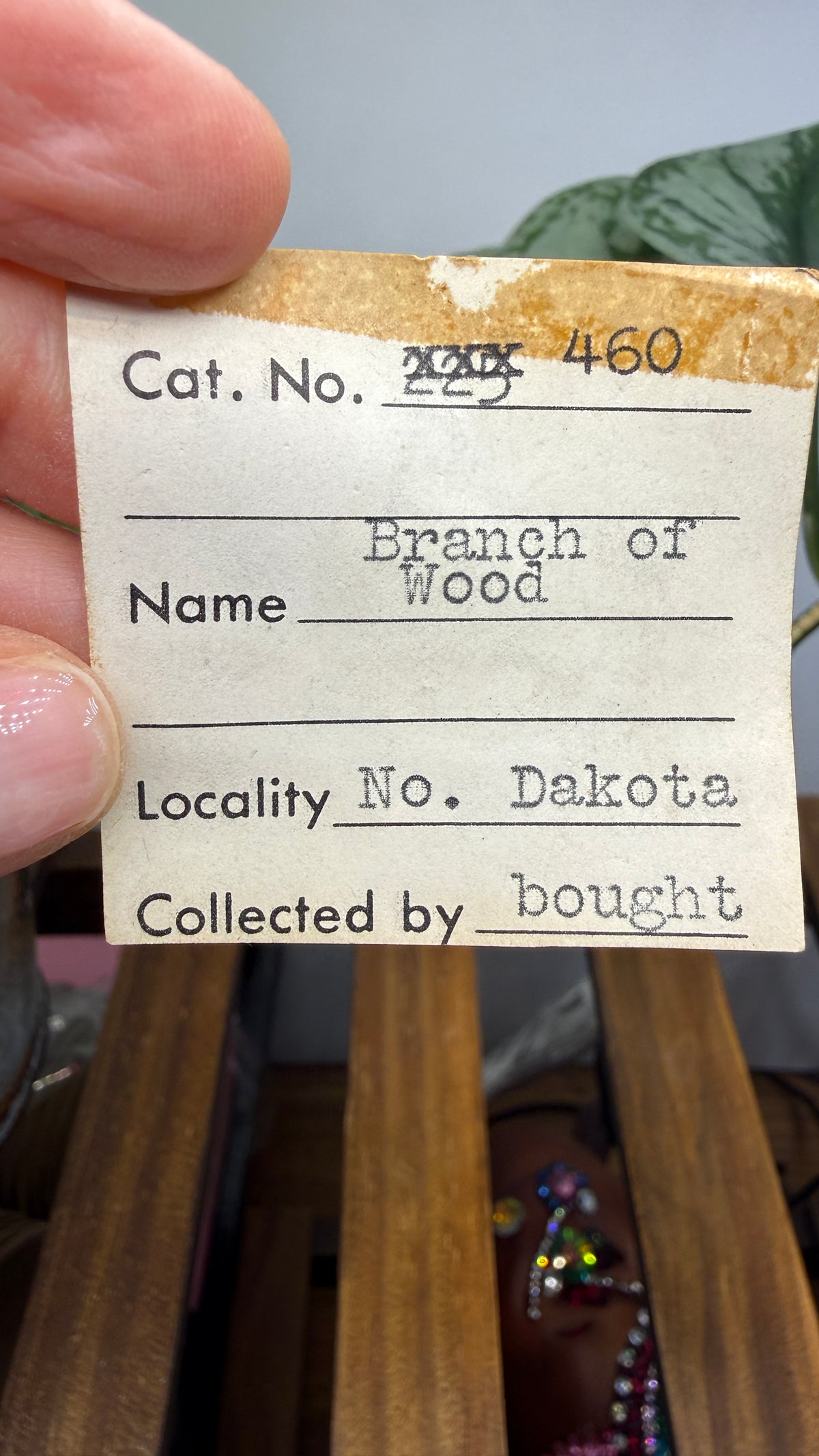 Petrified Wood Branch- North Dakota