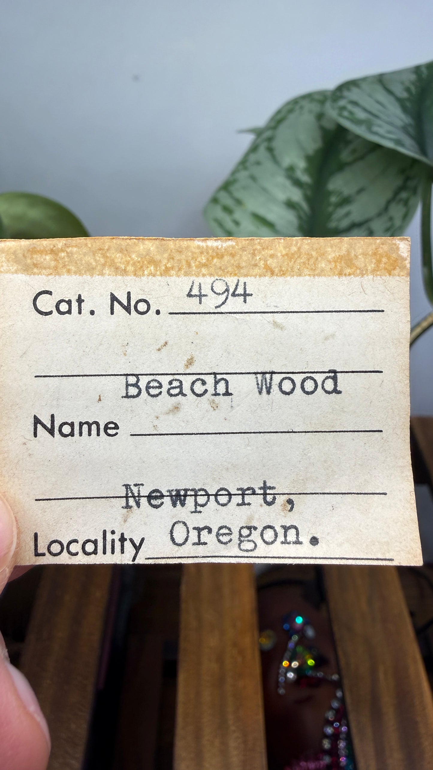Petrified “Beach Wood”- Newport, Oregon