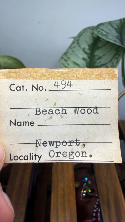 Petrified “Beach Wood”- Newport, Oregon