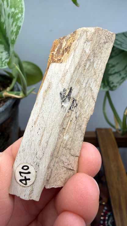 Petrified Wood- Many, Sabine Parish, Louisiana, USA