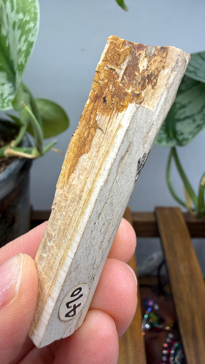 Petrified Wood- Many, Sabine Parish, Louisiana, USA