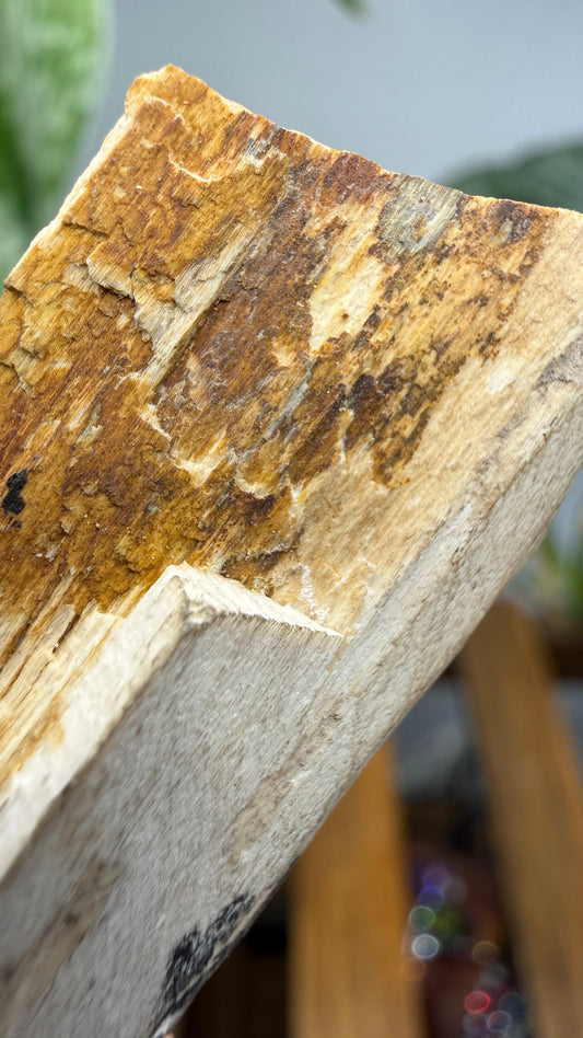 Petrified Wood- Many, Sabine Parish, Louisiana, USA