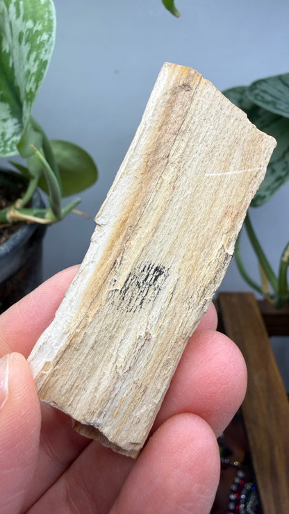 Petrified Wood- Many, Sabine Parish, Louisiana, USA