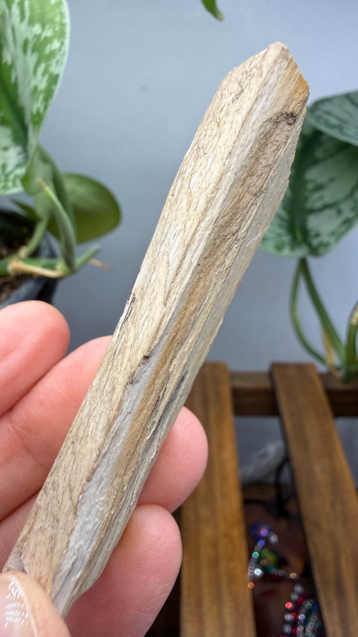 Petrified Wood- Many, Sabine Parish, Louisiana, USA