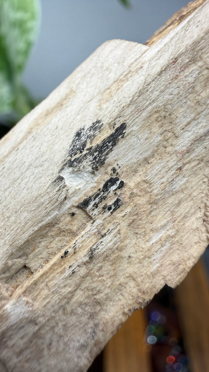 Petrified Wood- Many, Sabine Parish, Louisiana, USA
