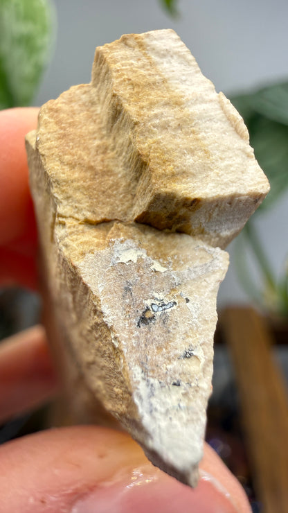 Petrified Wood- Many, Sabine Parish, Louisiana, USA