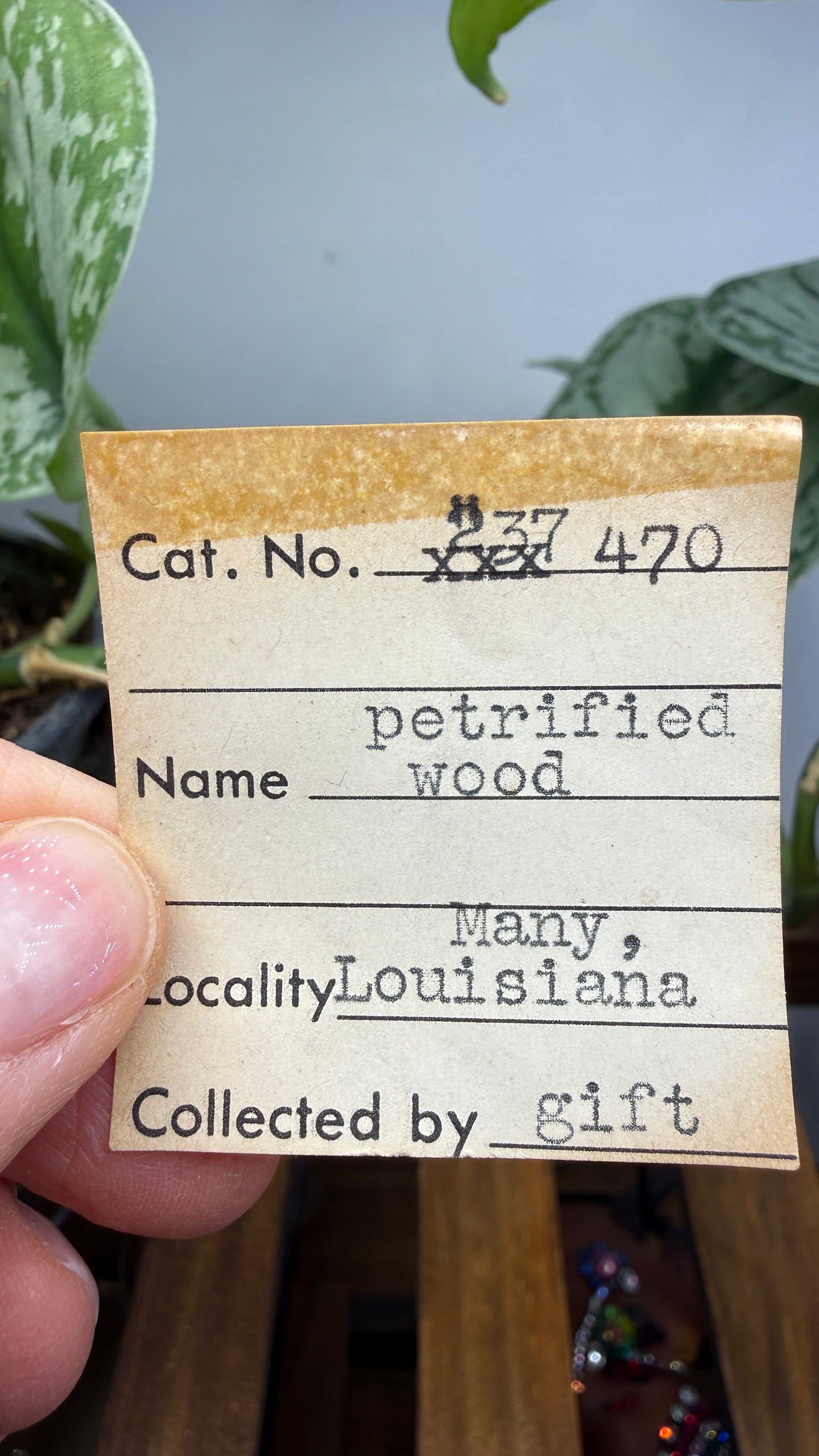 Petrified Wood- Many, Sabine Parish, Louisiana, USA