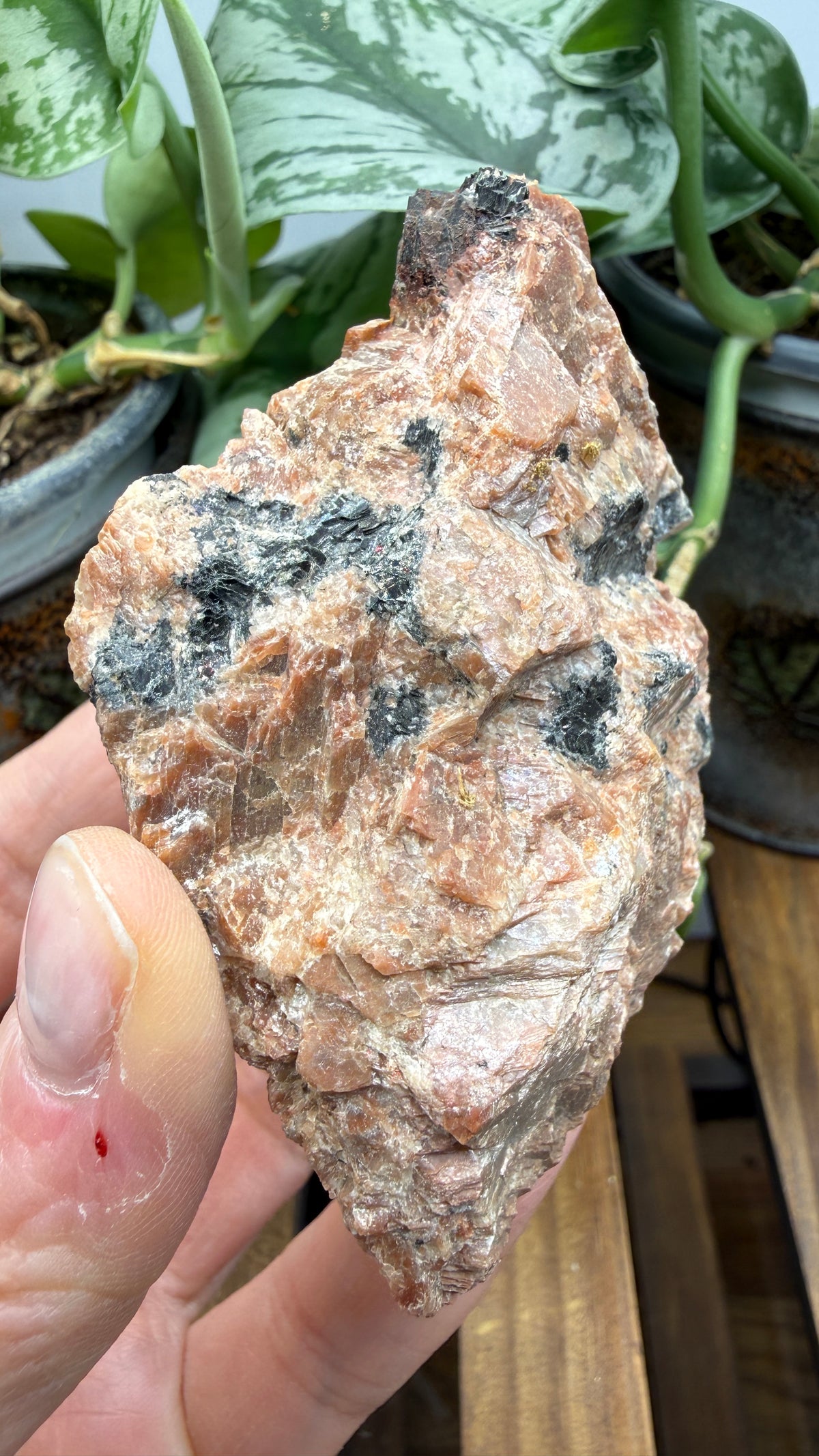 Uraninite Crystals in Feldspar– Hastings County, Ontario, Canada