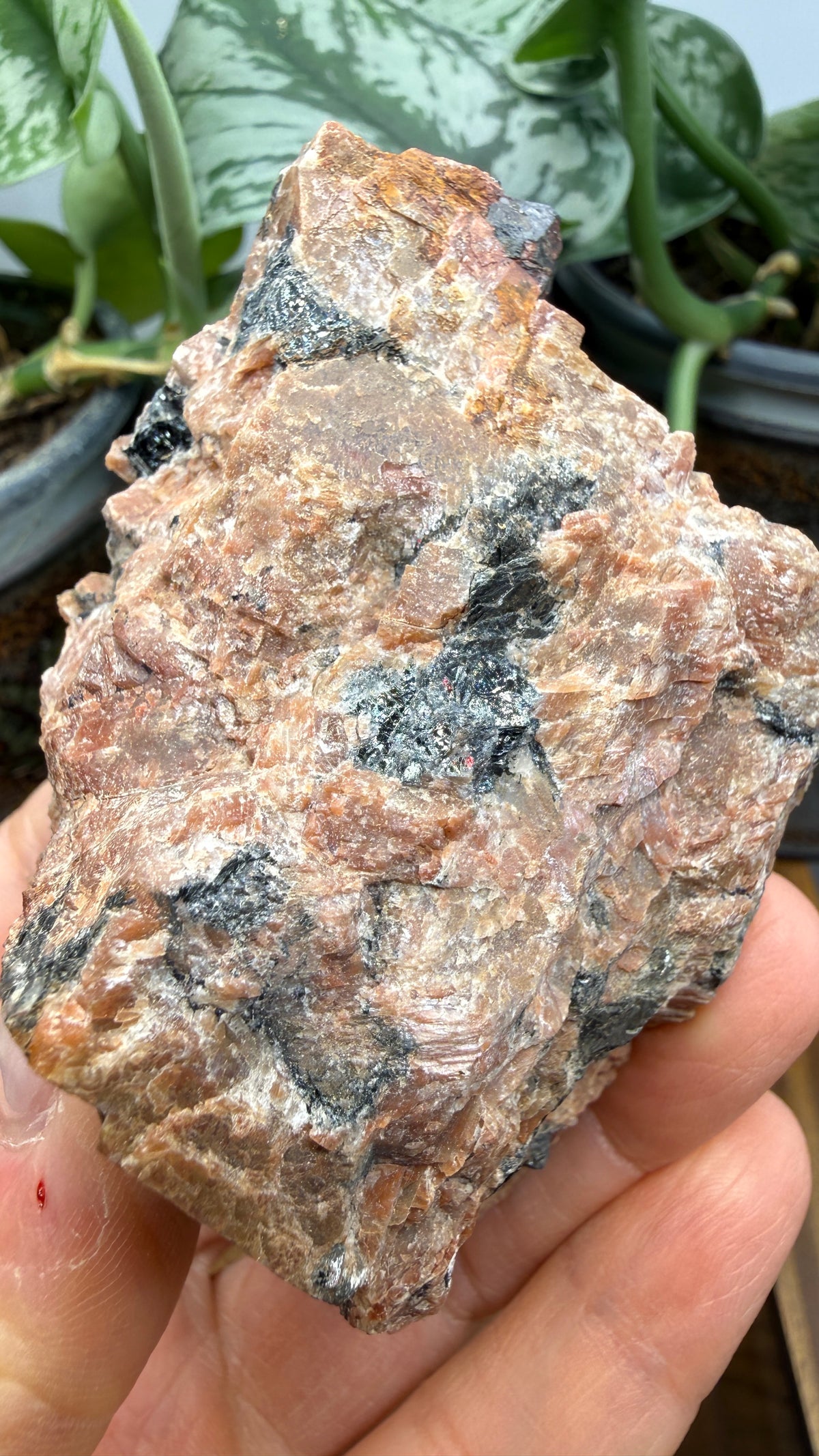 Uraninite Crystals in Feldspar– Hastings County, Ontario, Canada