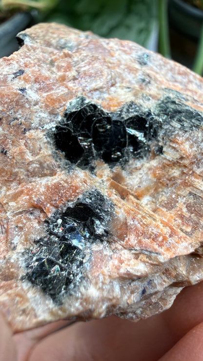 Uraninite Crystals in Feldspar– Hastings County, Ontario, Canada