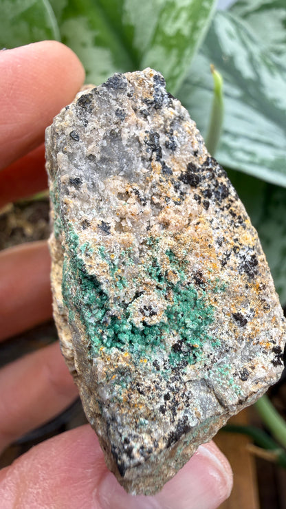 Scorodite with Chalcocite- Empire Mine, Yerington, Lyon County, Nevada, USA