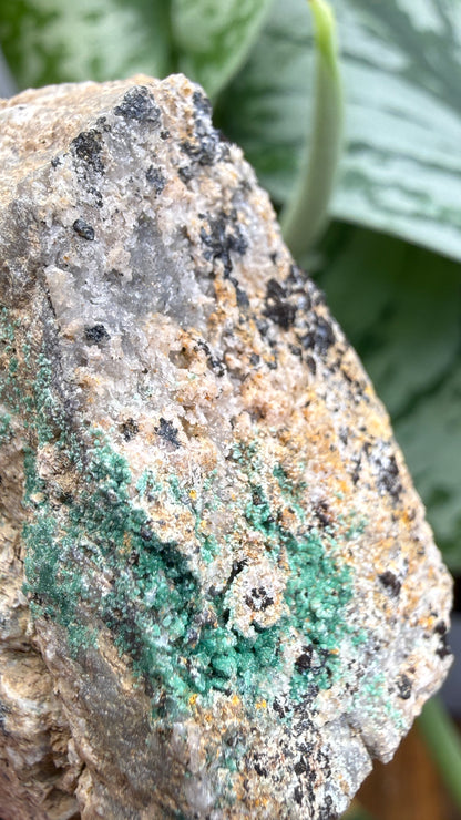 Scorodite with Chalcocite- Empire Mine, Yerington, Lyon County, Nevada, USA