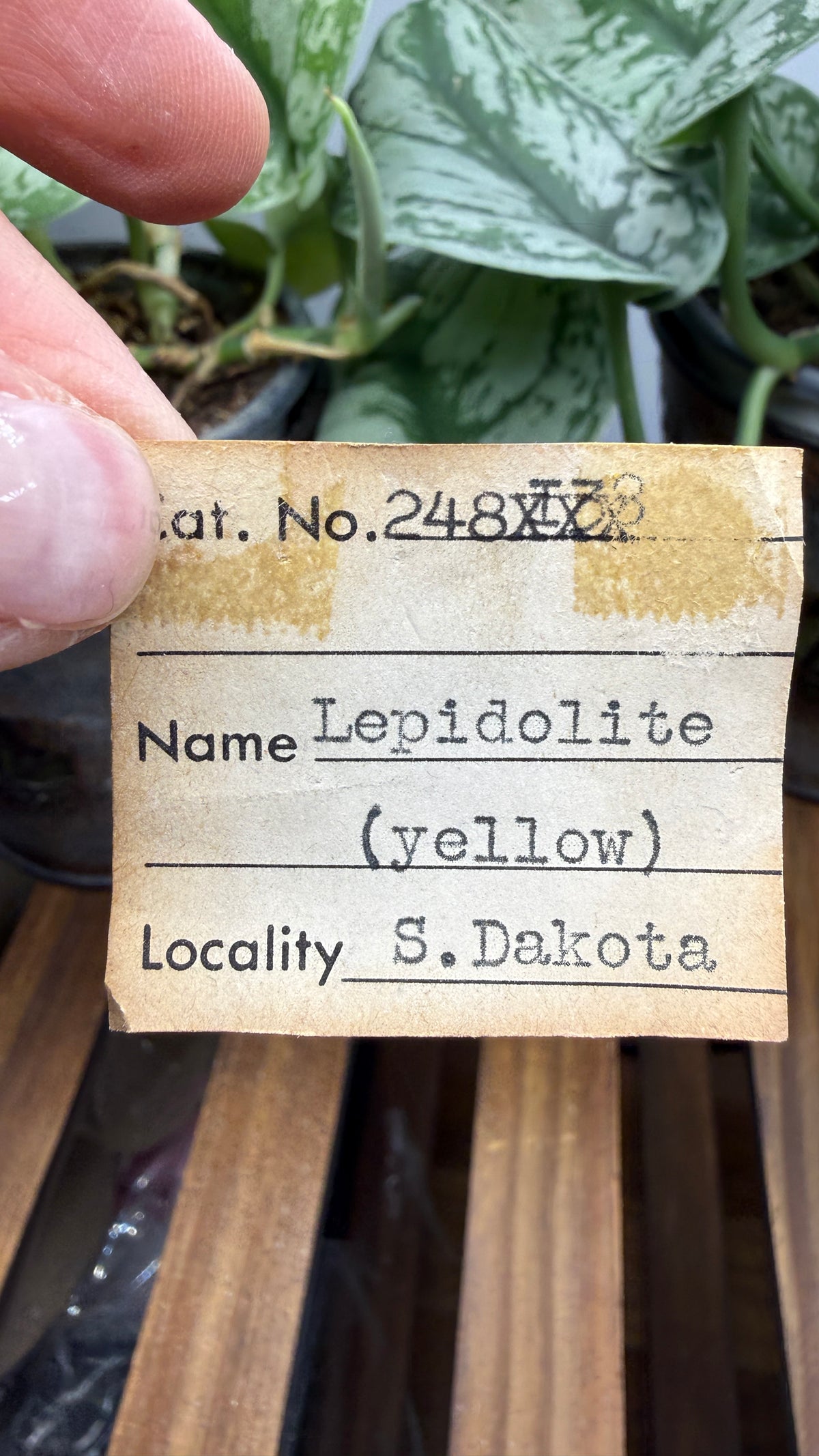 Yellow Lepidolite- Black Hills, South Dakota