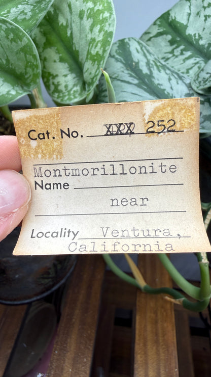 Montmorillonite– Ventura County, California- Two-Specimen Parcel