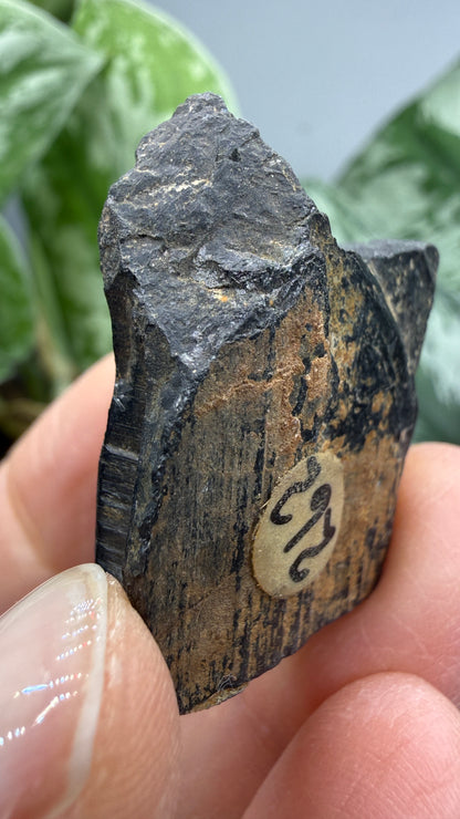 Tantalite- Hill City Mining District, Pennington County, South Dakota, USA