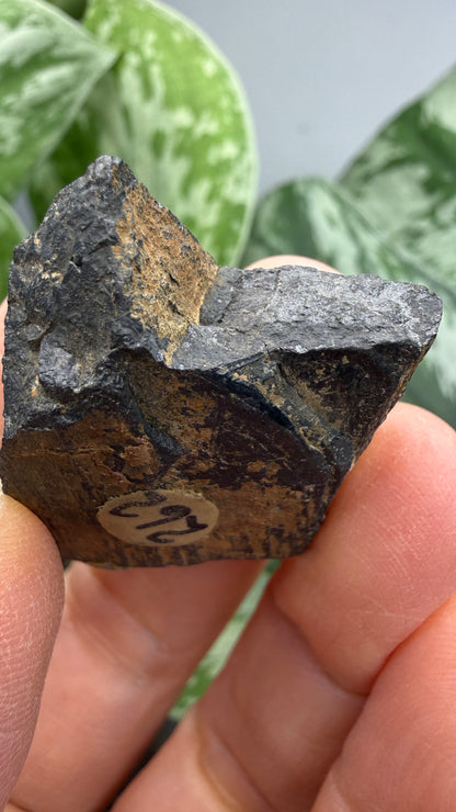 Tantalite- Hill City Mining District, Pennington County, South Dakota, USA