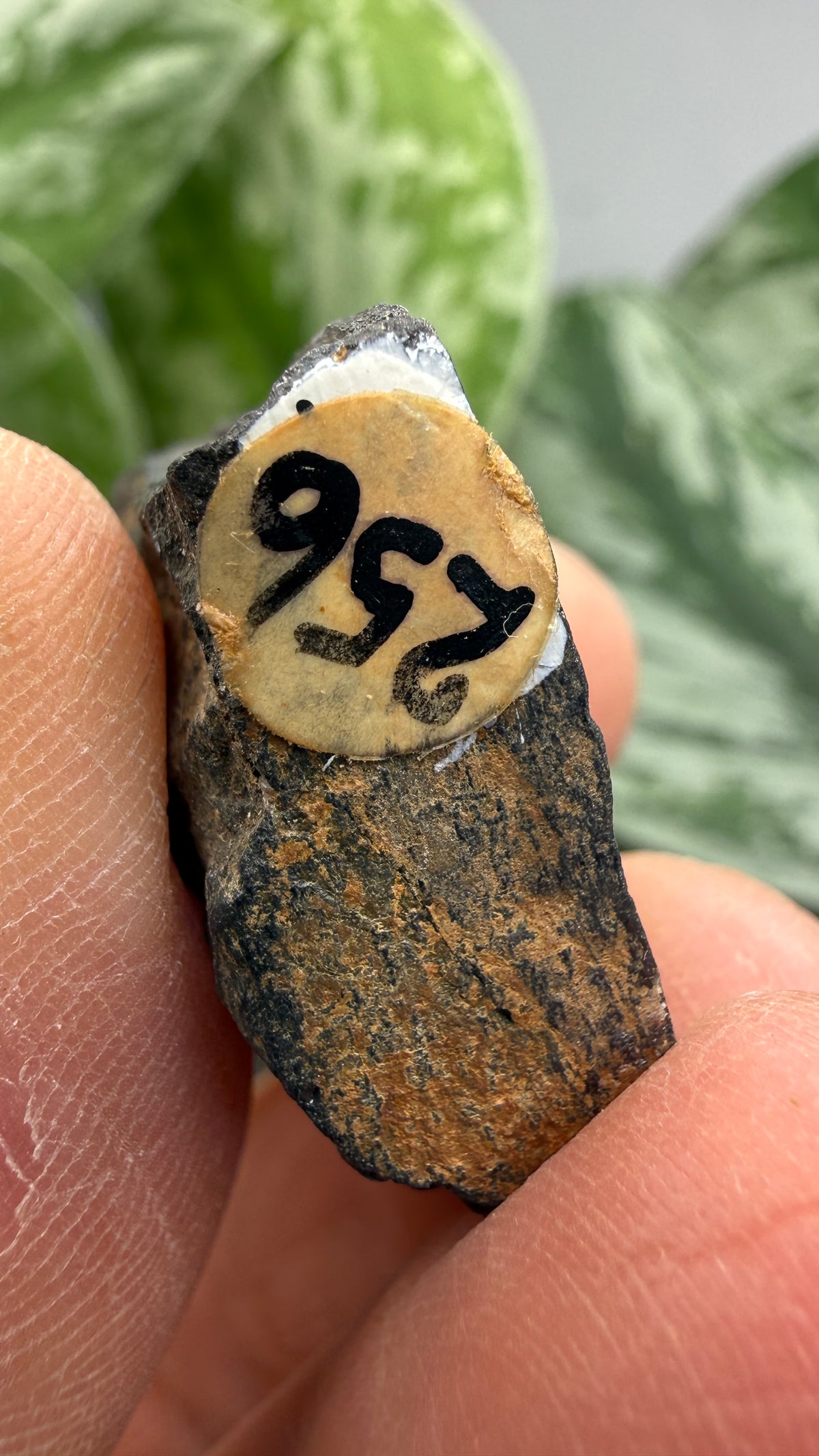 Tantalite- Hill City Mining District, Pennington County, South Dakota, USA