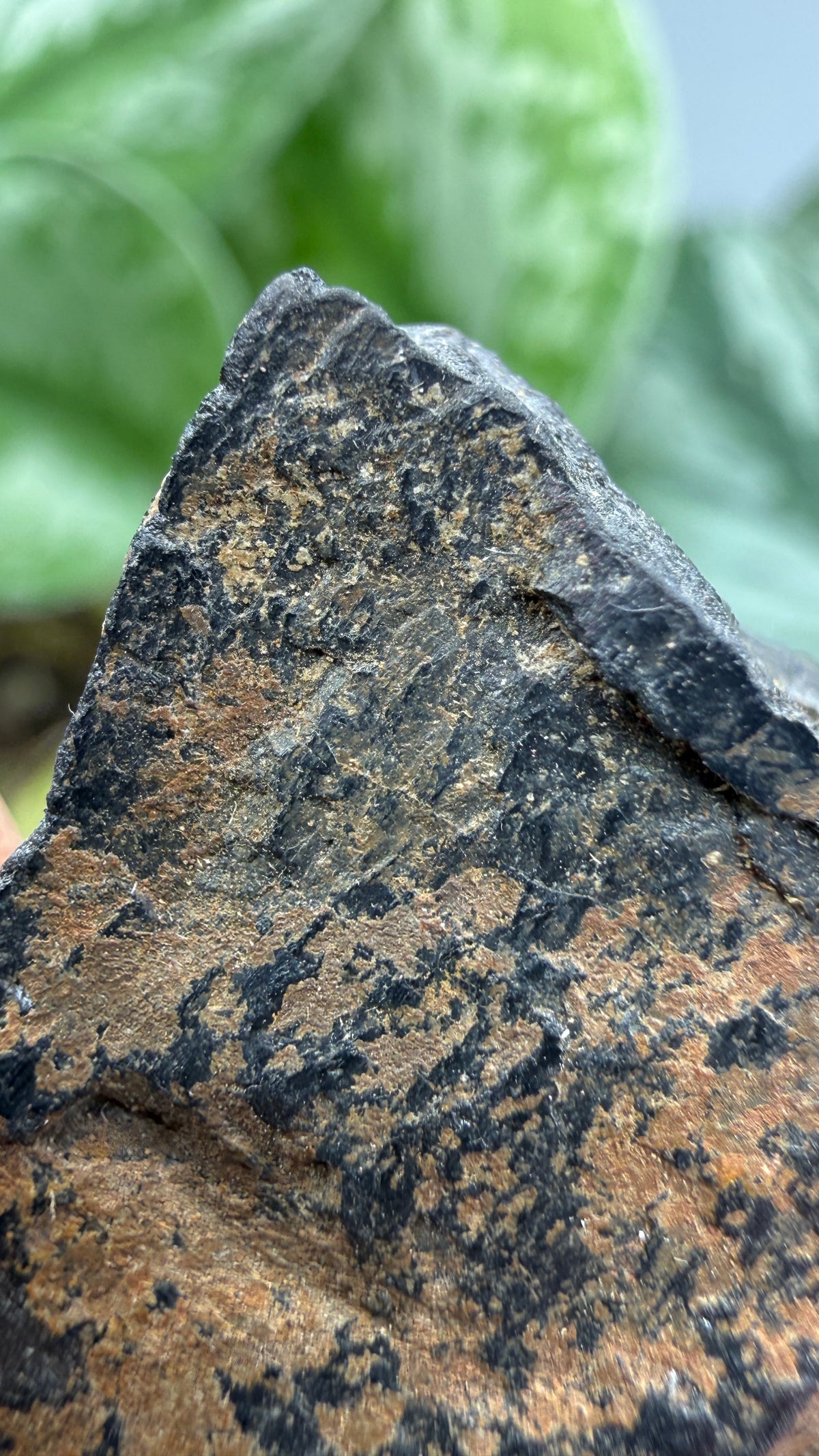 Tantalite- Hill City Mining District, Pennington County, South Dakota, USA
