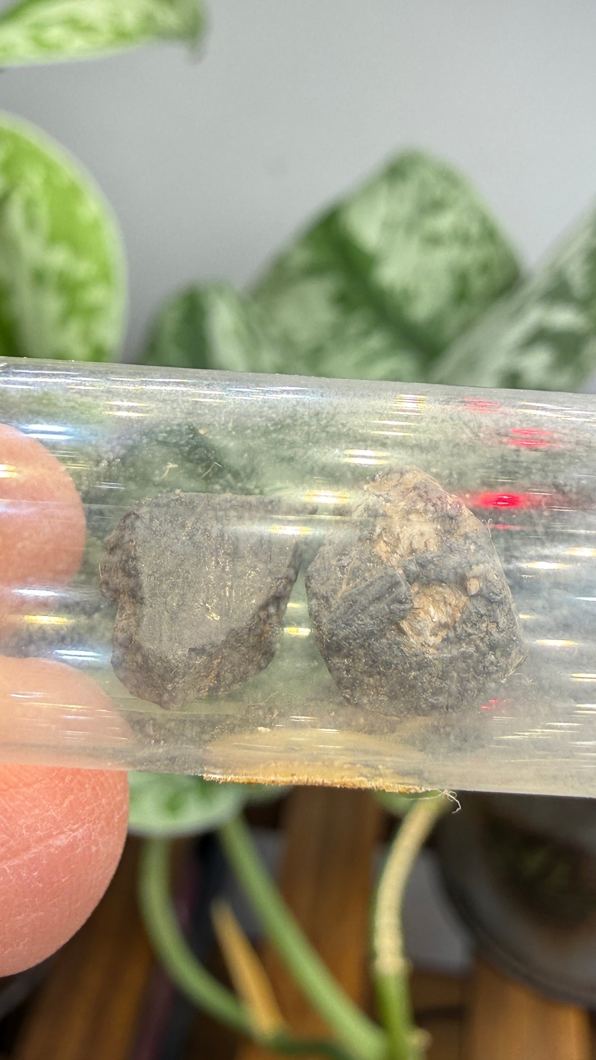 Tantalite– Mexico- Two-Specimen Parcel