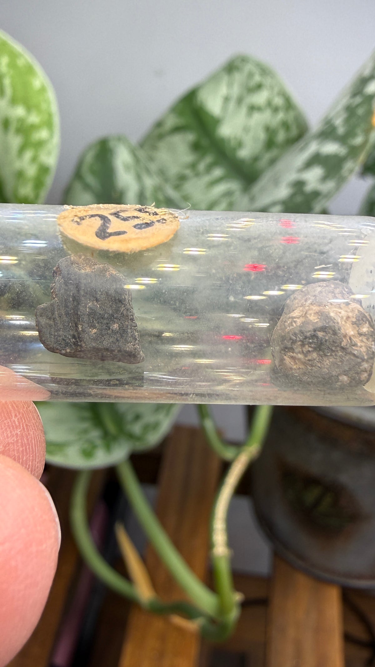 Tantalite– Mexico- Two-Specimen Parcel