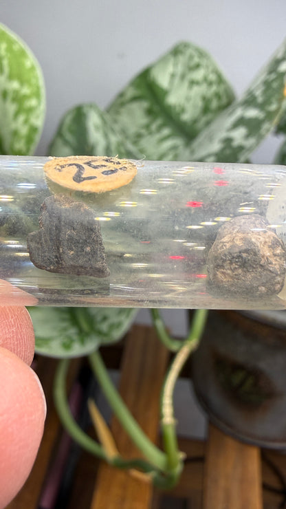 Tantalite– Mexico- Two-Specimen Parcel