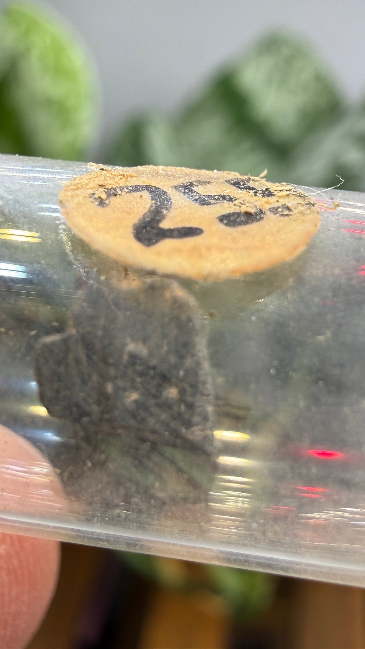 Tantalite– Mexico- Two-Specimen Parcel