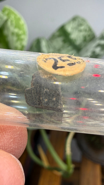 Tantalite– Mexico- Two-Specimen Parcel
