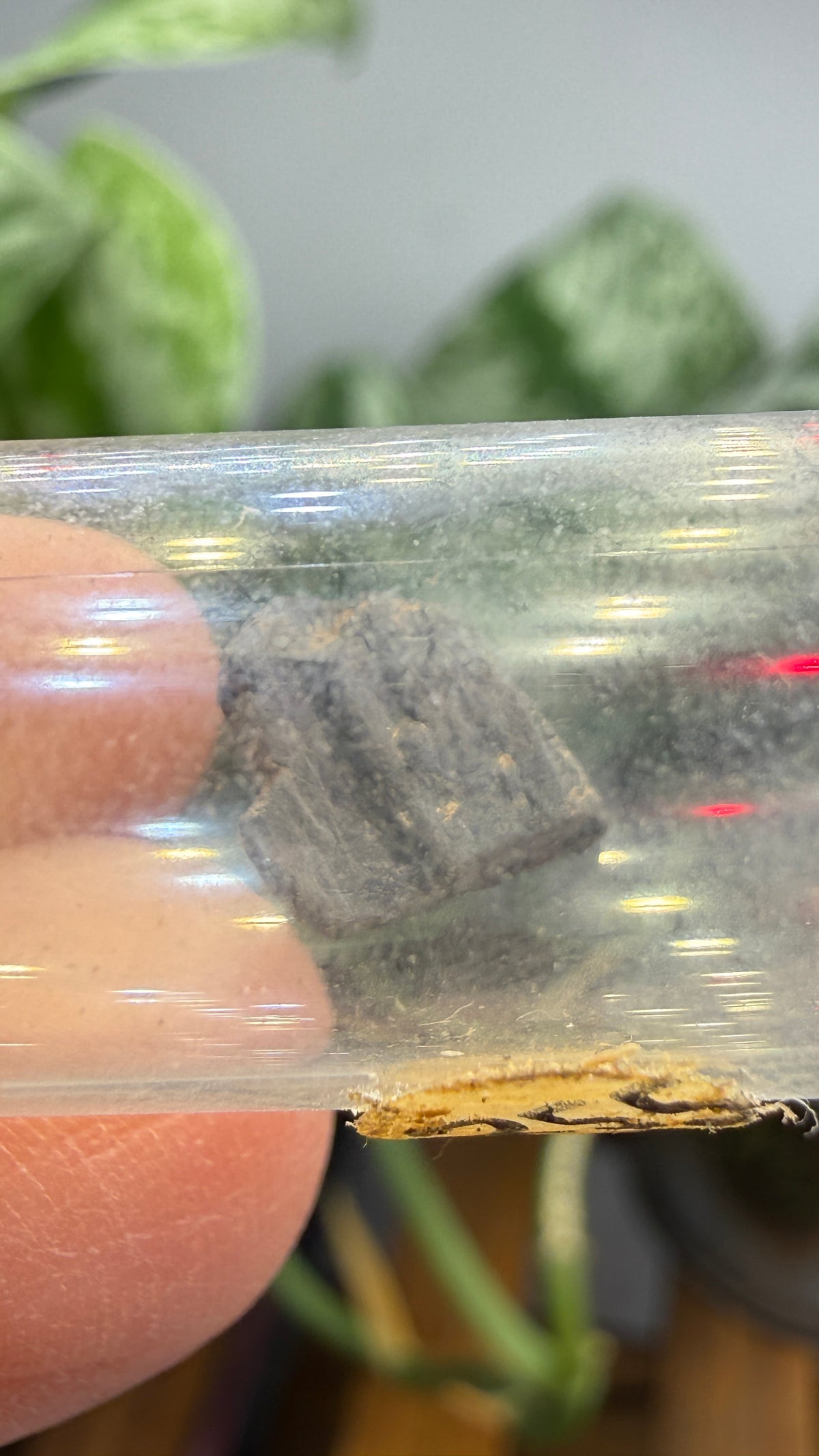 Tantalite– Mexico- Two-Specimen Parcel