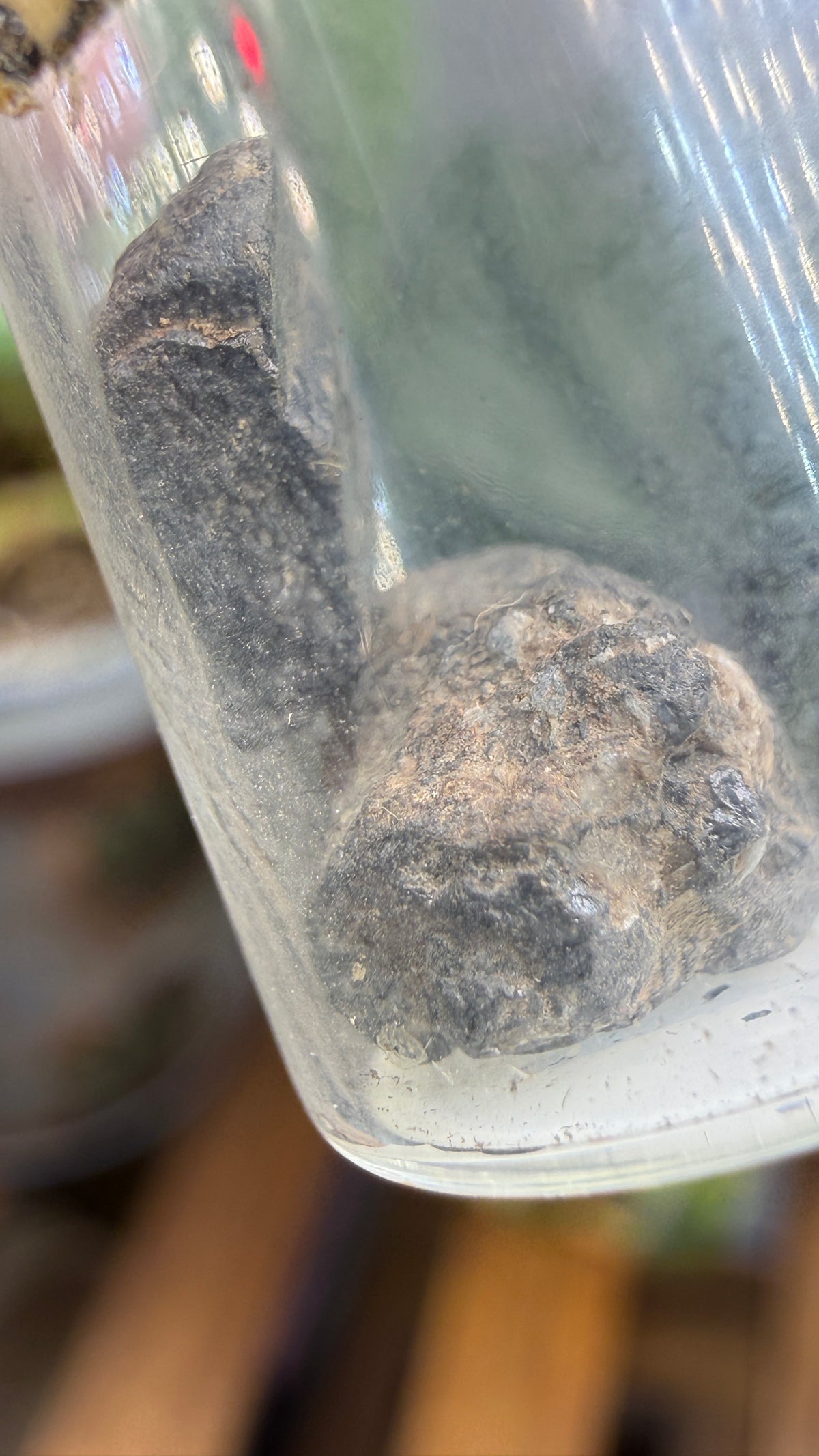 Tantalite– Mexico- Two-Specimen Parcel